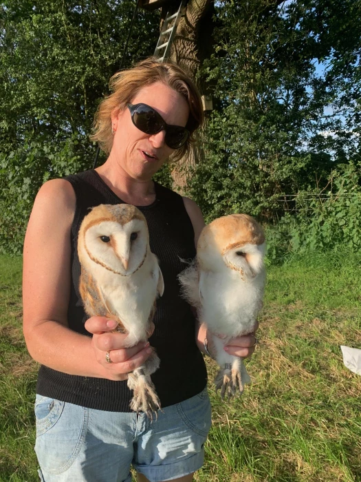 2024 barn owl chicks