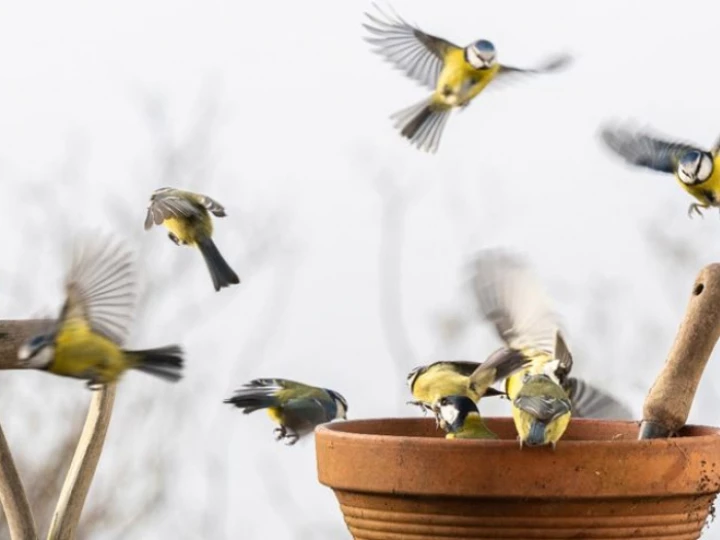 2147087bluetits