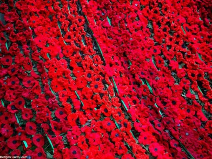 39f4068a000005780imagea141478021213553