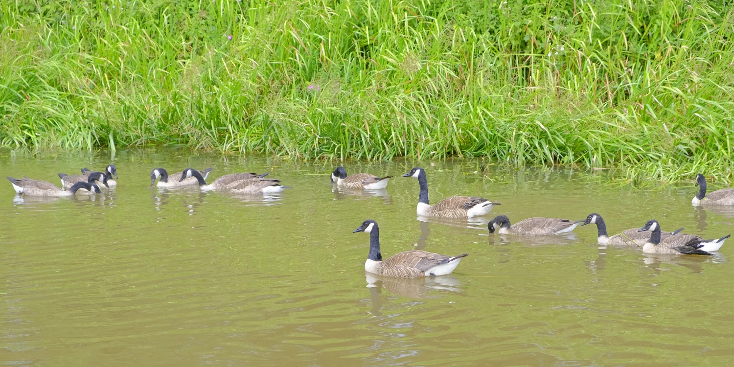 a family affair canada geesef5007