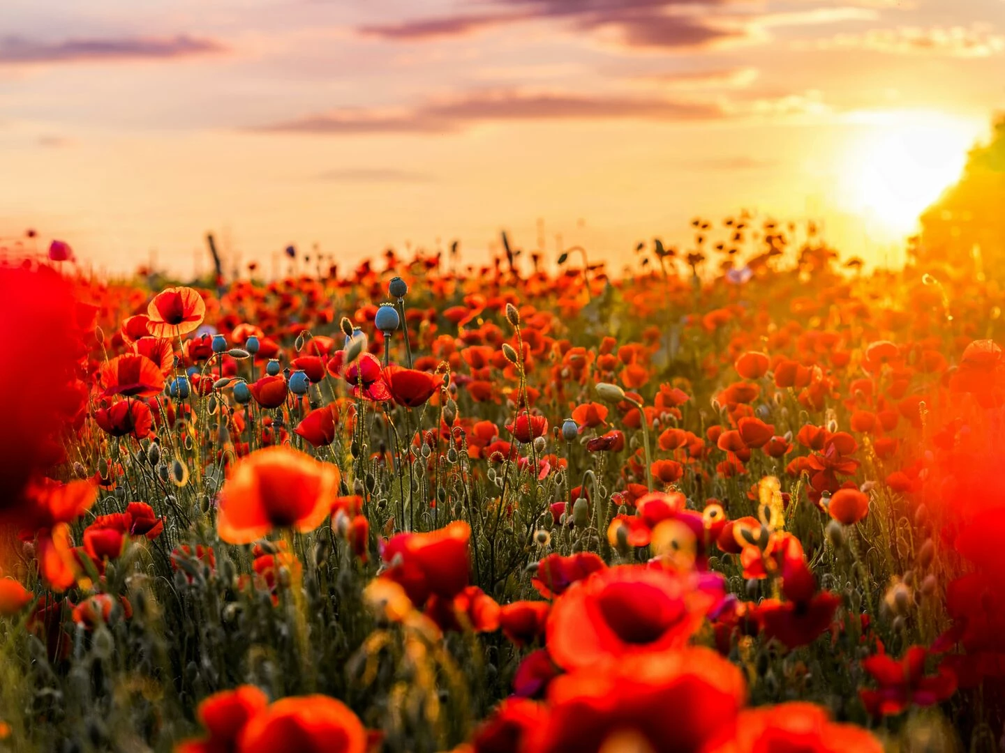 a lush poppy field glowing in the warm light of a sunset showcasing vibrant red blooms and natural beauty