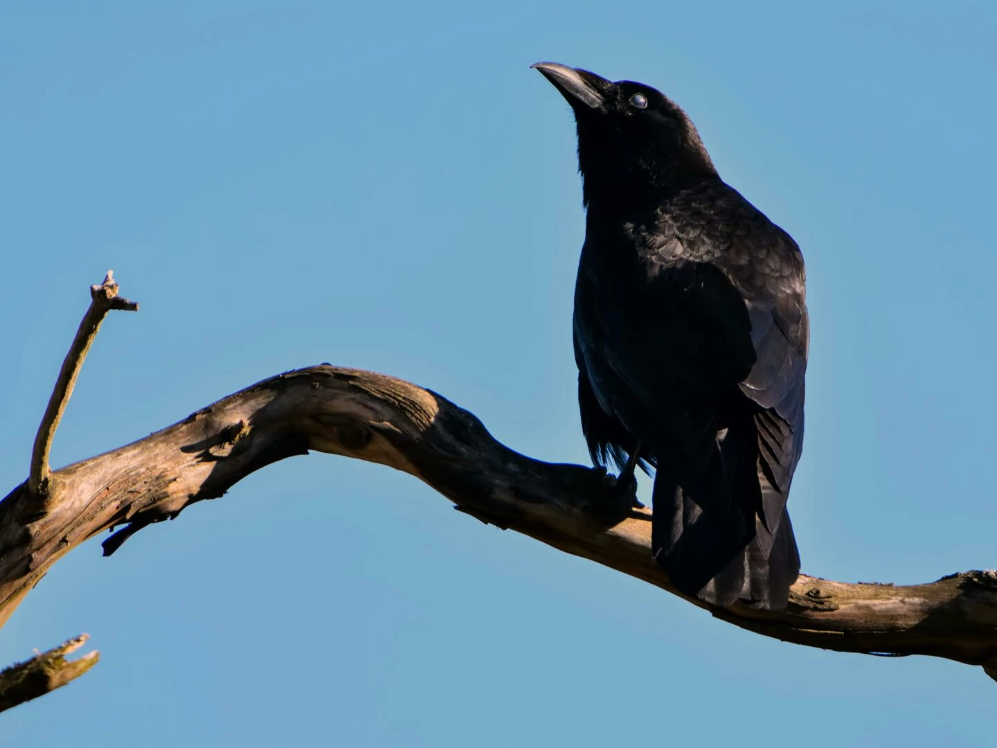 a majestic black raven perched on a tree branch against a blue sky