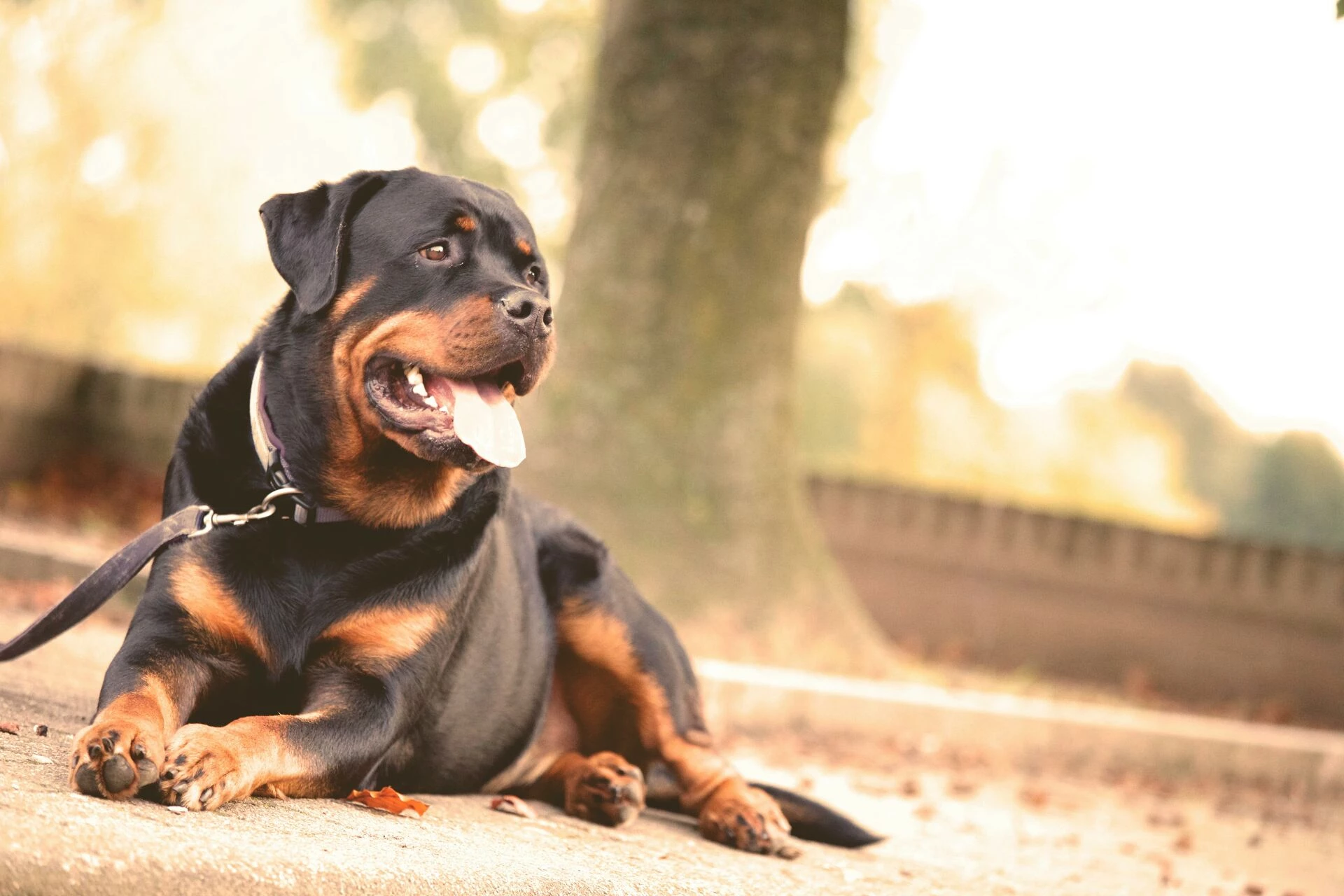 a rottweiler laying on the ground outdoors on a sunny day
