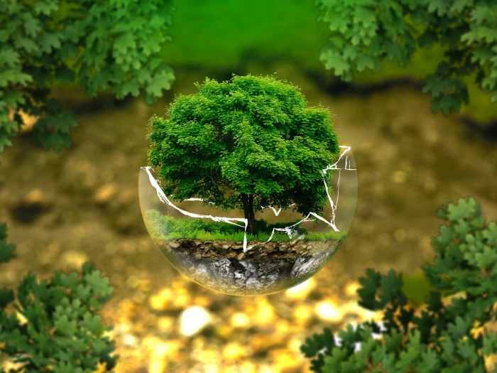 a tree in a glass bubble