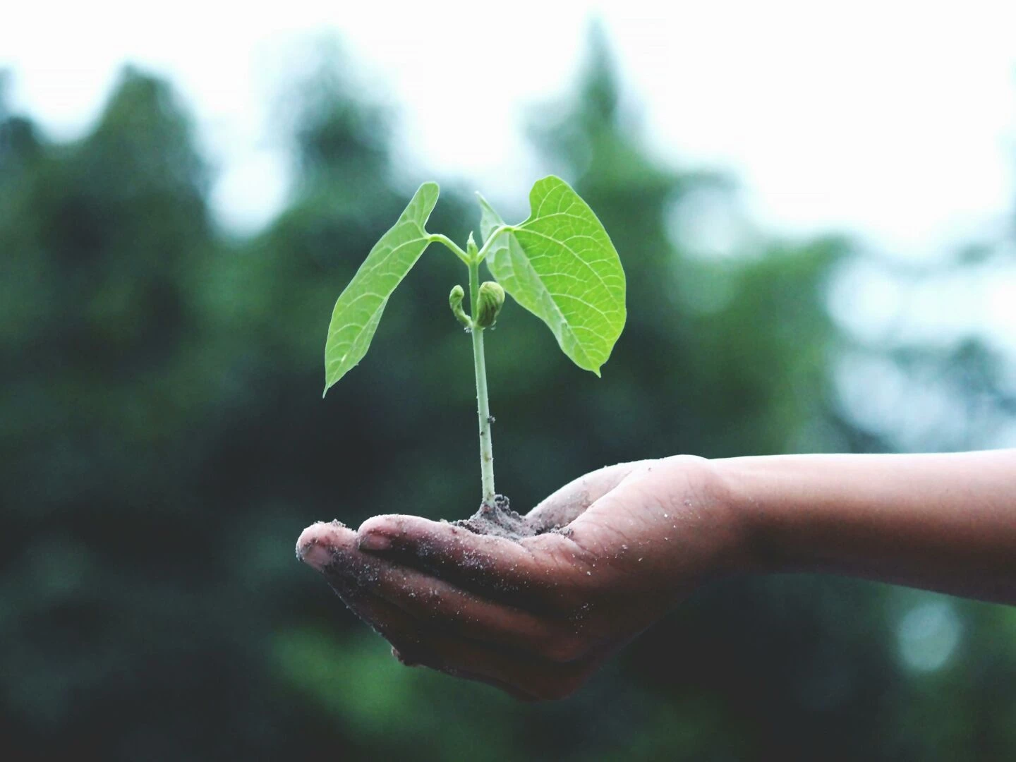 a young sapling held in hands symbolizes growth and sustainability