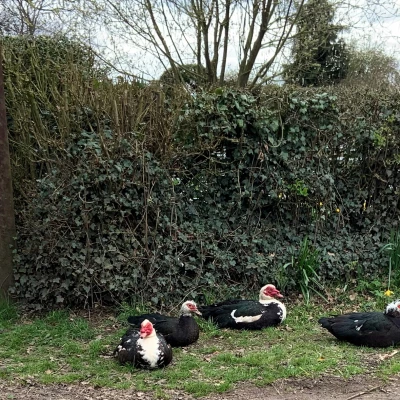 adca ducks