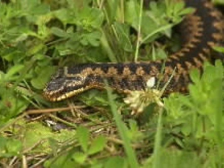 adder