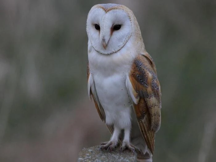 adult barn owl latin name  tyto alba 
