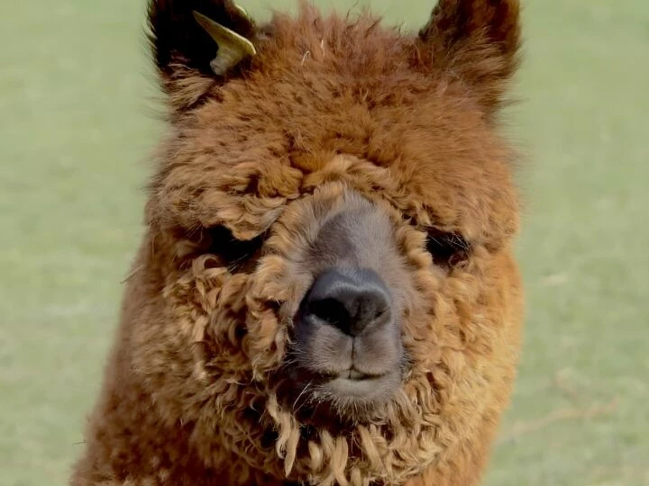 alpaca
