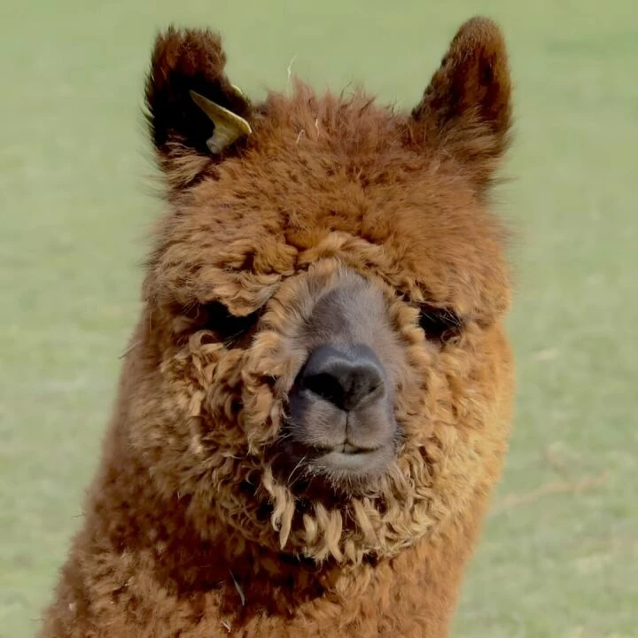 alpaca
