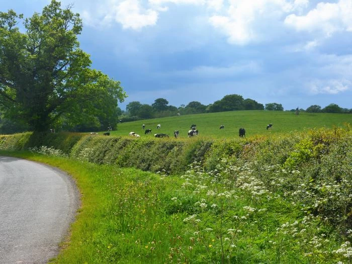 animals enroute