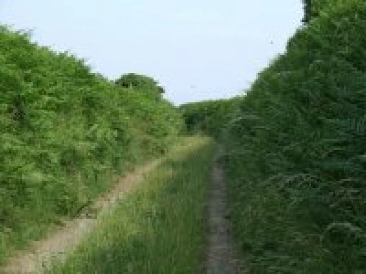 anovergrownlanegeographorguk193225