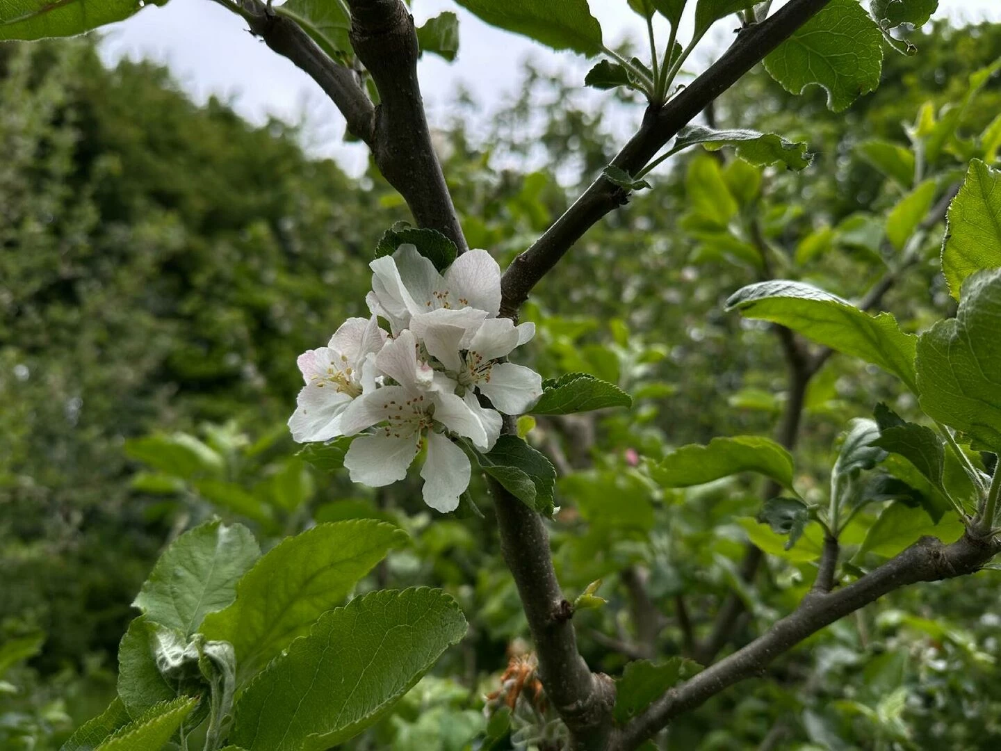 apple blossom