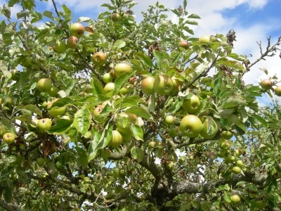 apple orchard 02