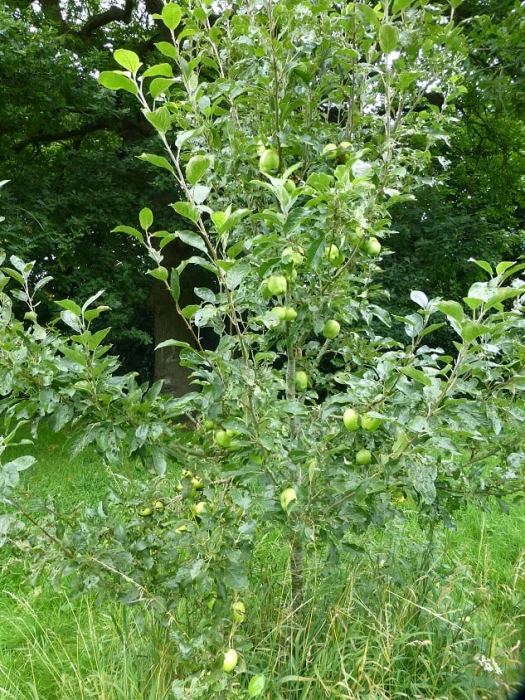 apple tree