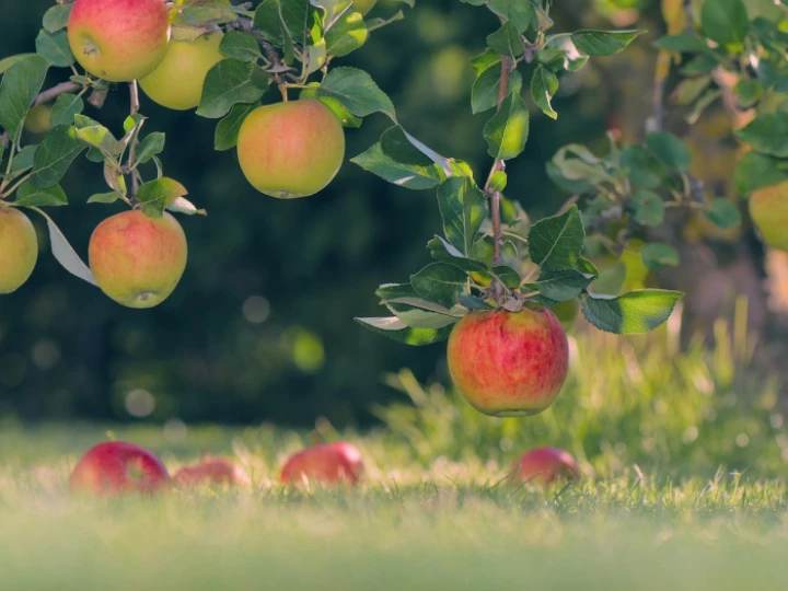 apples