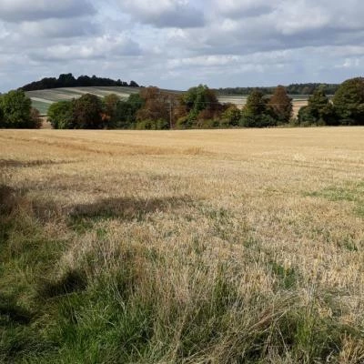 ardington walk 4