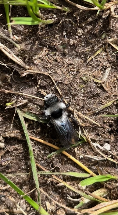 ashy mining bee