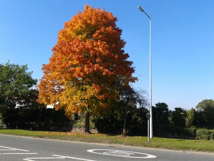 autumn tree 2