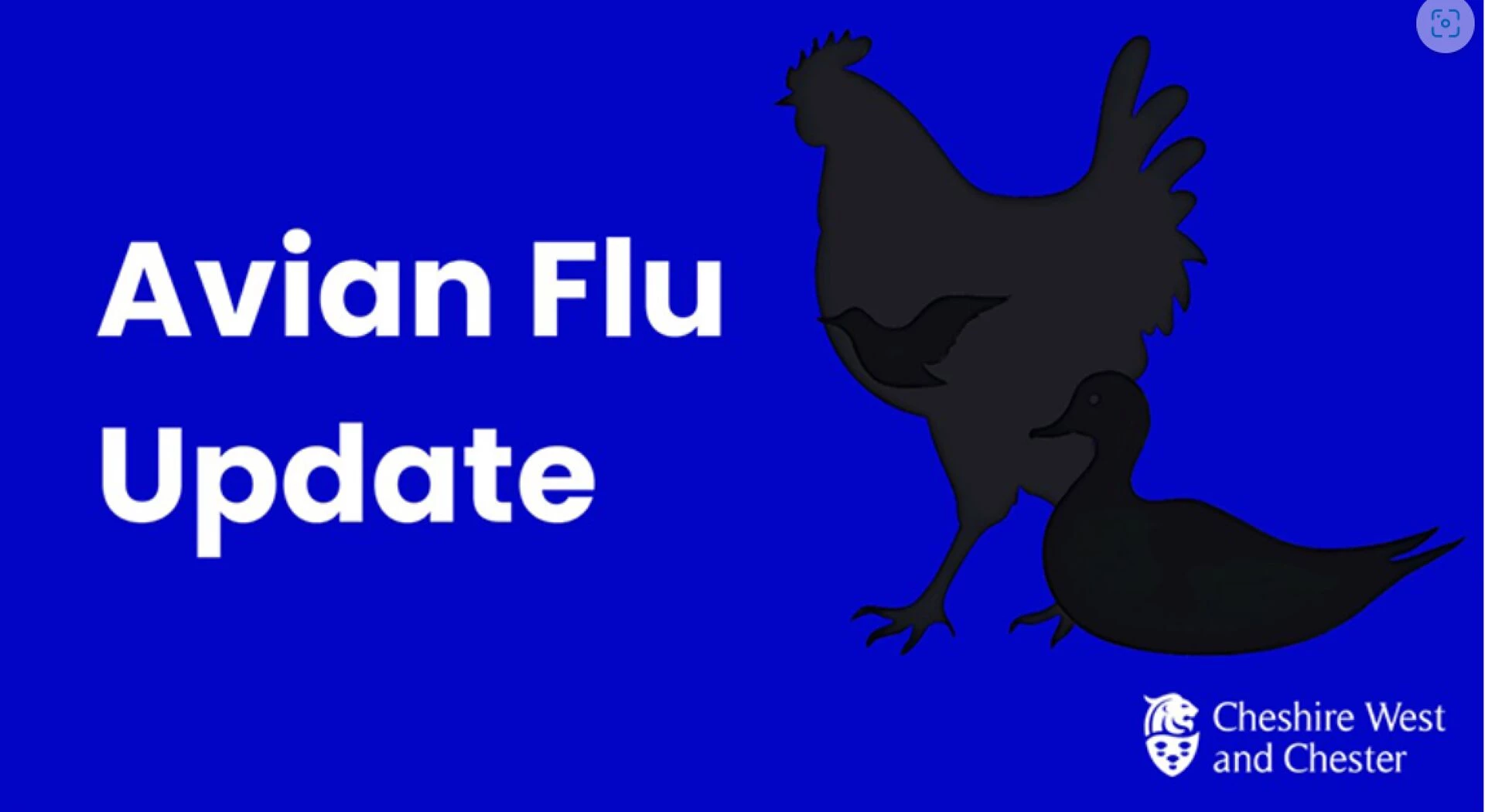 avian flu