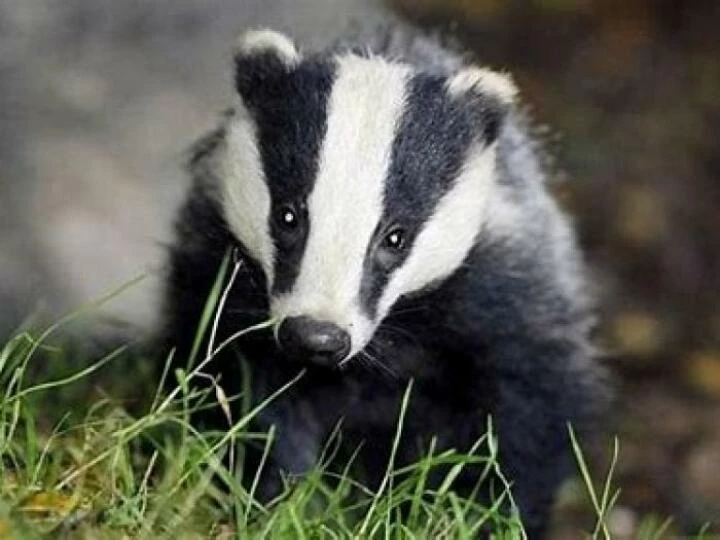badger