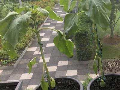 balcony sunflowers 4