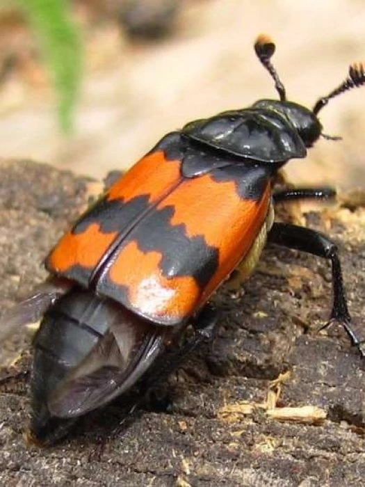 banded sexton beetle