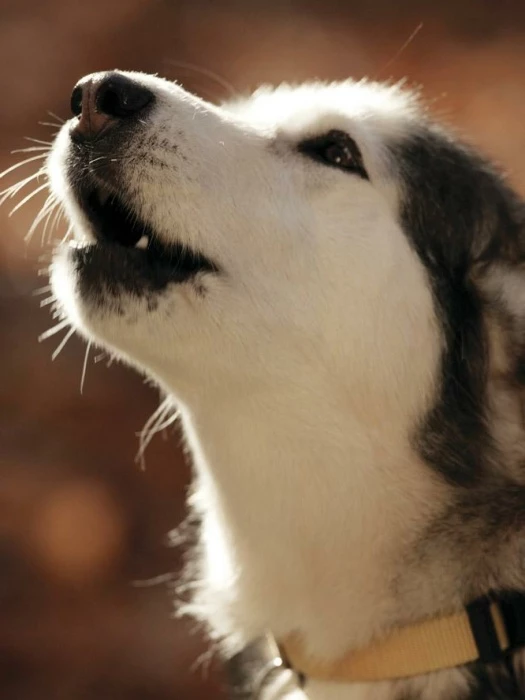 barking dog