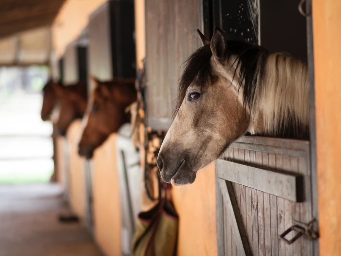 bbss equestrianimage