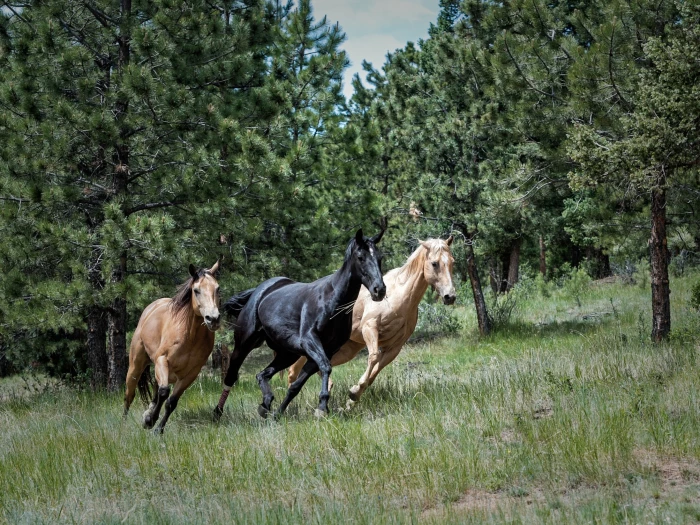 bbss equestrianimage