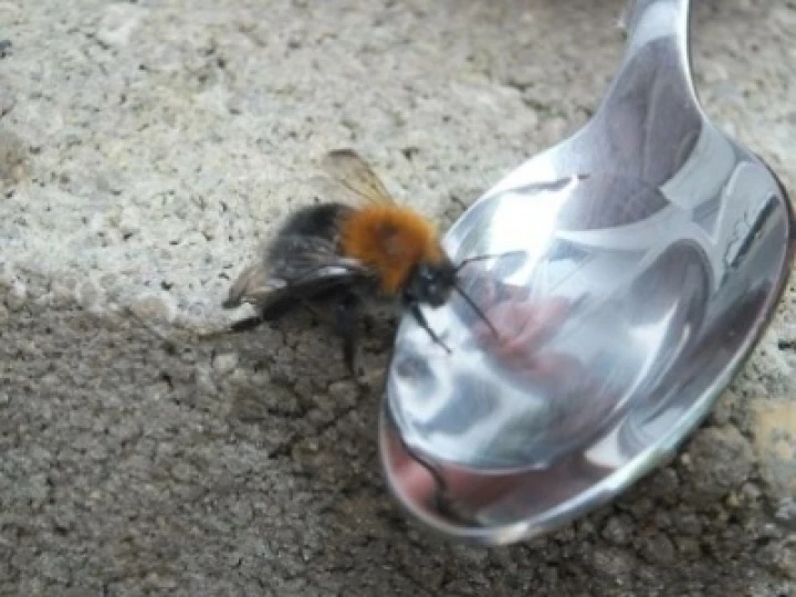 bee