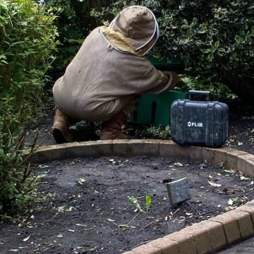 bees