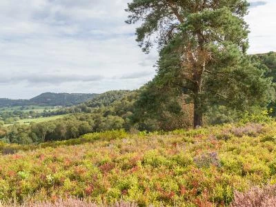 bickerton hill in august 18