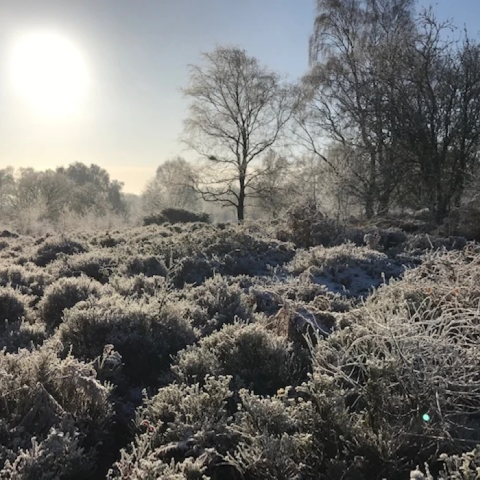 bickerton hill