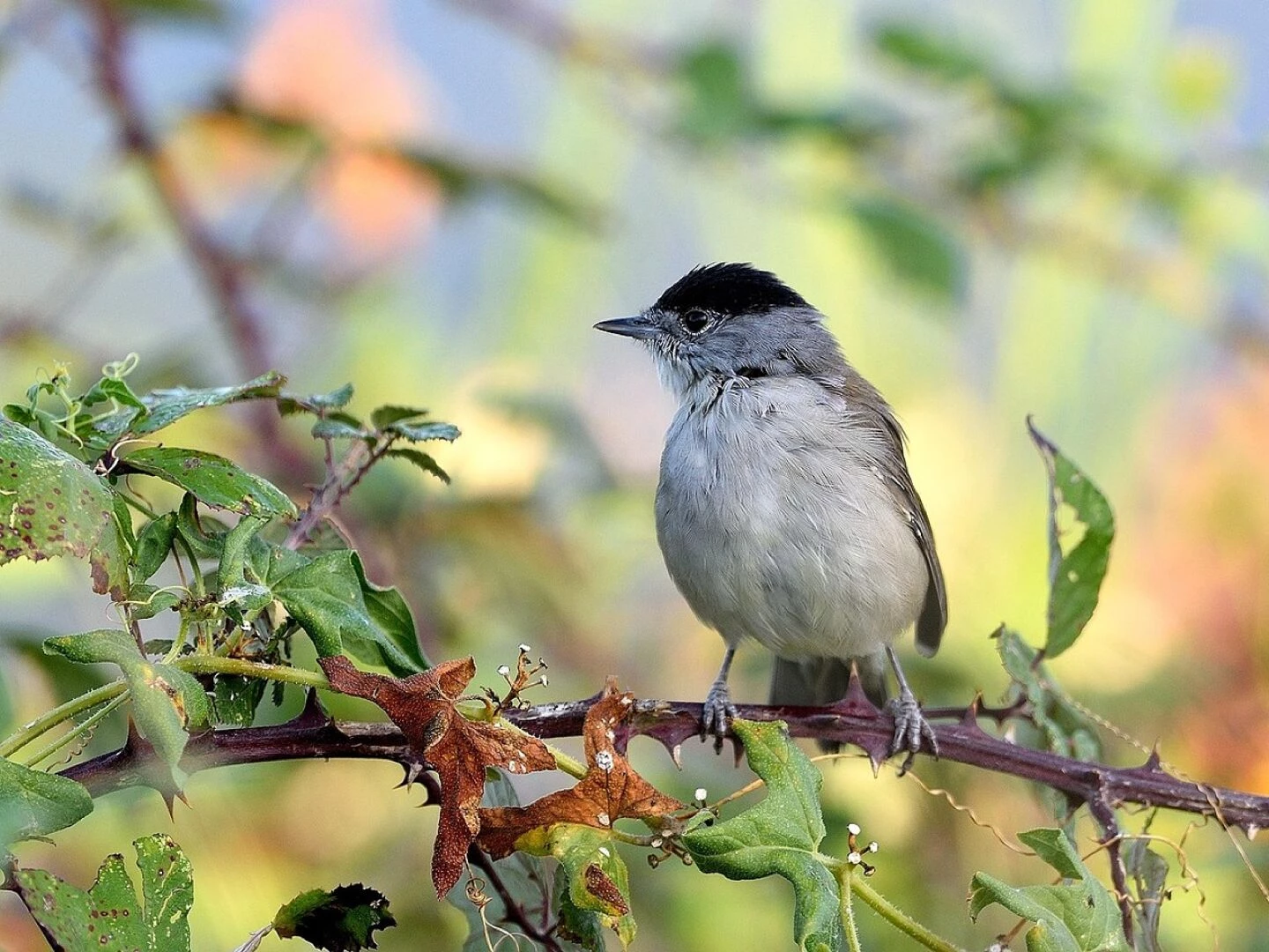 bird eurasian blackcap ornithology nature species fauna avian animal wildlife beak bird eurasian blackcap eurasian blackcap eurasian blackcap eurasian blackcap eurasian blackcap