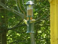 bird feeding