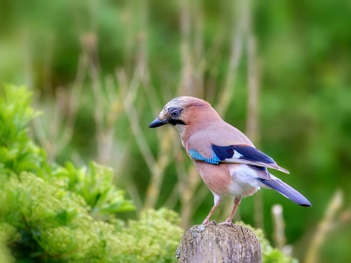 bird jay wildlife