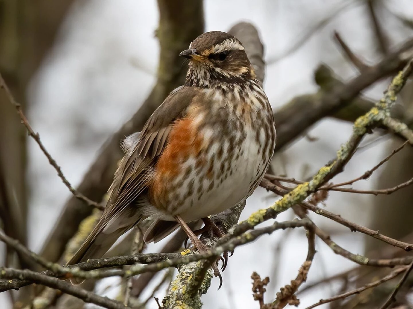 bird redwing ornithology species fauna nature avian animal wildlife fieldfare migratory bird thrush perched tree redwing redwing redwing redwing redwing fieldfare fieldfare
