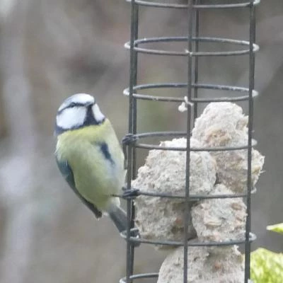 birds in garden6