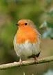 birds robin