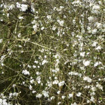 blackthorn