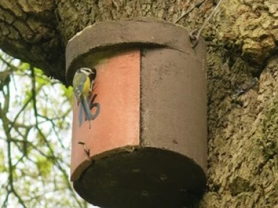 blue tit at bird box