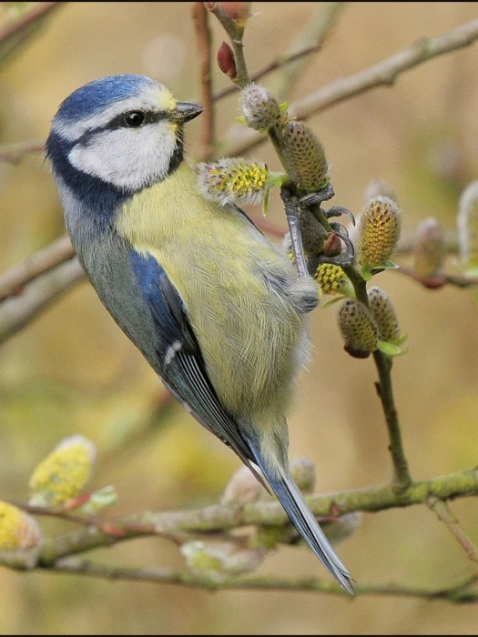 blue titoncatkins