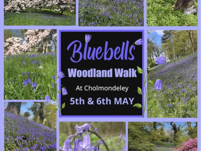 bluebell walk