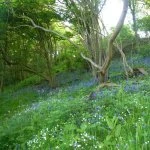bluebell wood