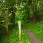 bluebell wood