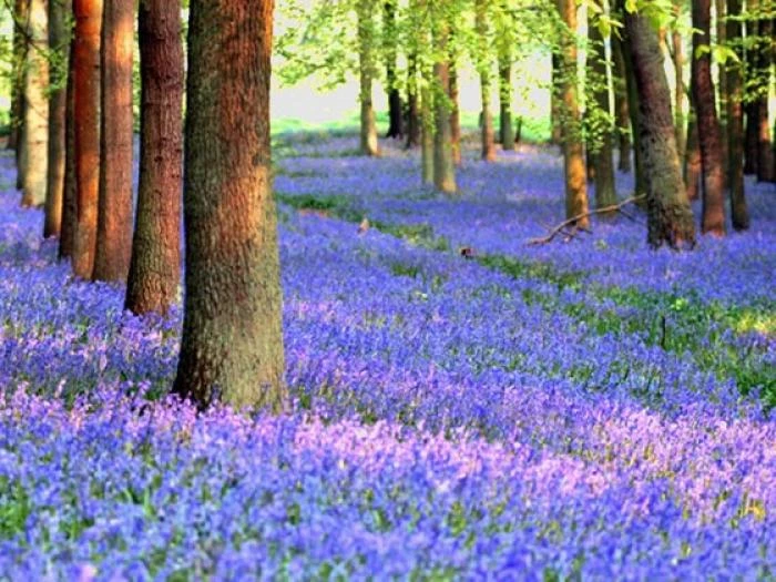 bluebells