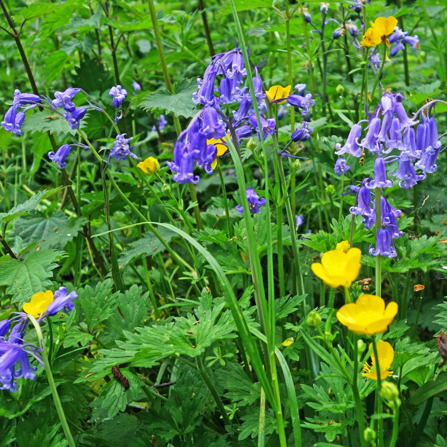 bluebells