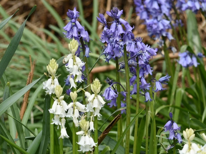 bluewhite bells web