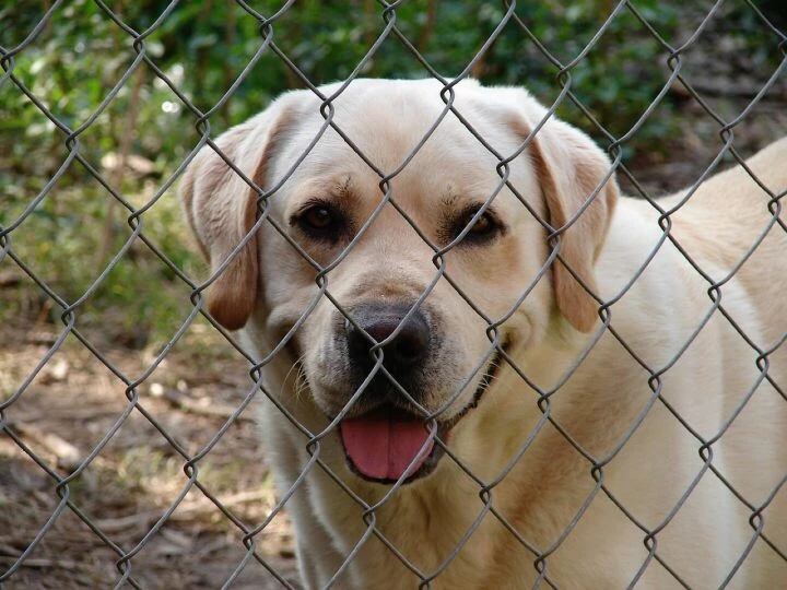 Fence, dog, yellow lab